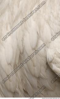 feathers 0011